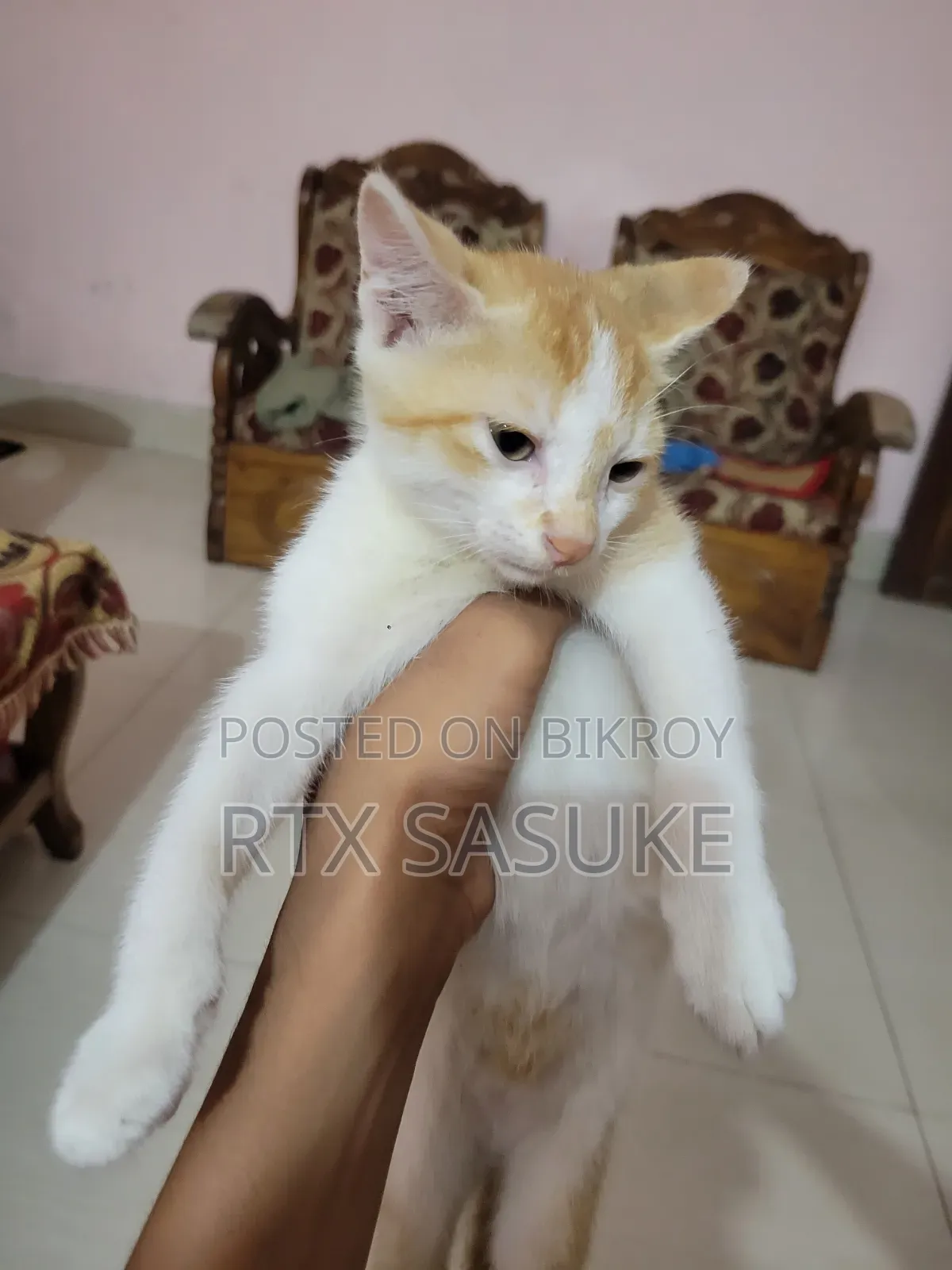 1-3 Months Male Mixed Breed Persian