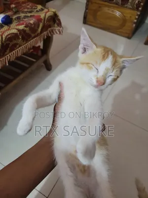 1-3 Months Male Mixed Breed Persian