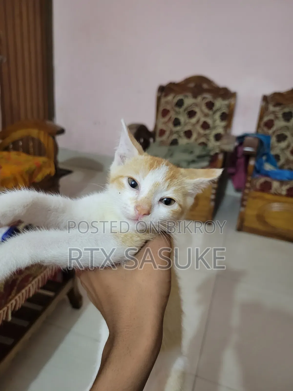 1-3 Months Male Mixed Breed Persian
