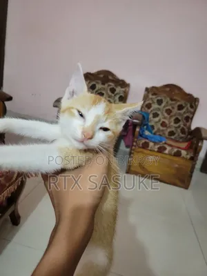 1-3 Months Male Mixed Breed Persian