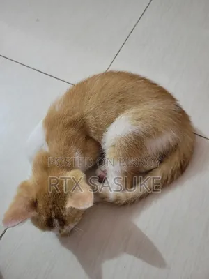 1-3 Months Male Mixed Breed Persian