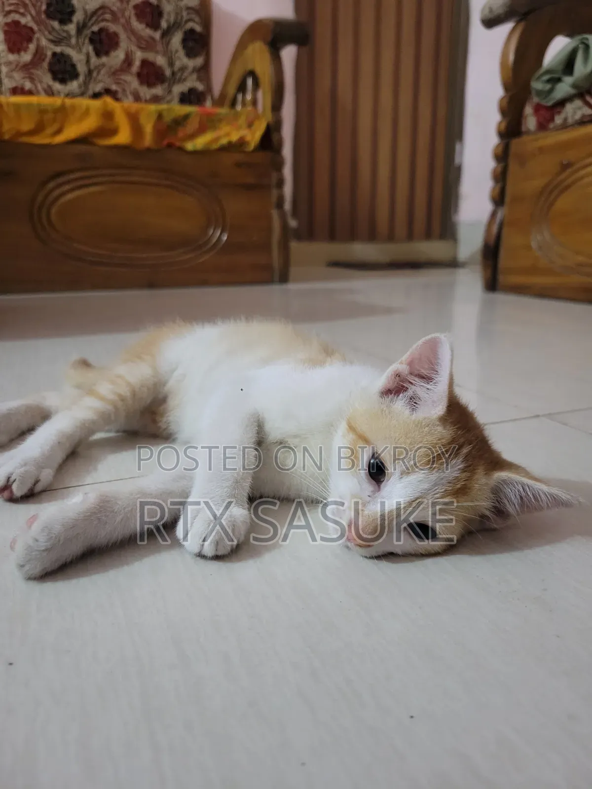 1-3 Months Male Mixed Breed Persian