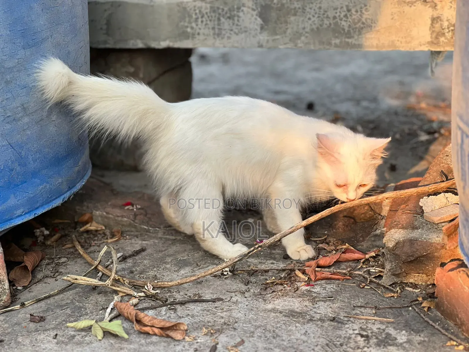 1-3 Months Male Mixed Breed Persian