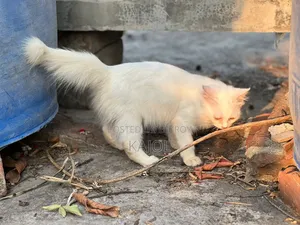 1-3 Months Male Mixed Breed Persian