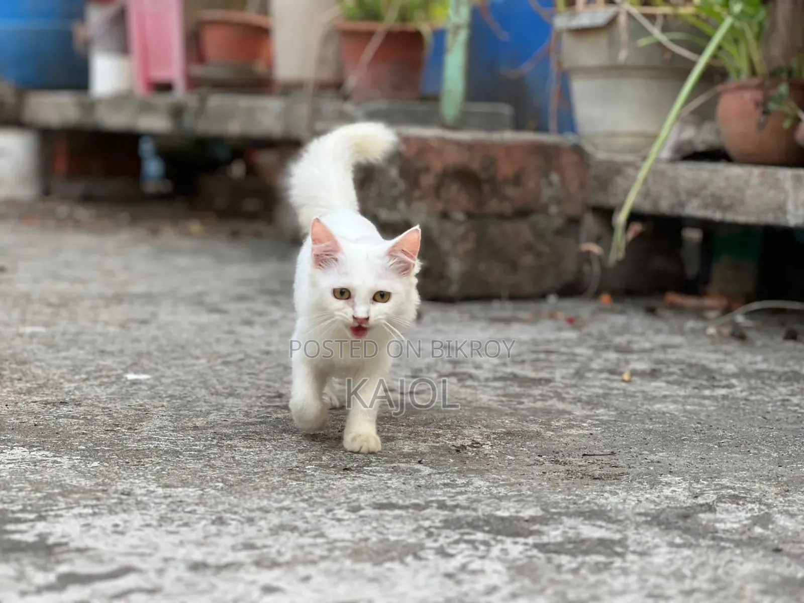 1-3 Months Male Mixed Breed Persian