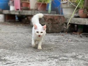 1-3 Months Male Mixed Breed Persian