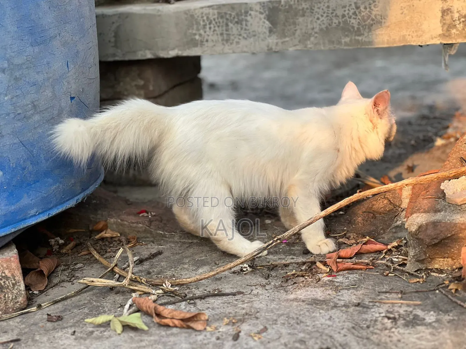 1-3 Months Male Mixed Breed Persian