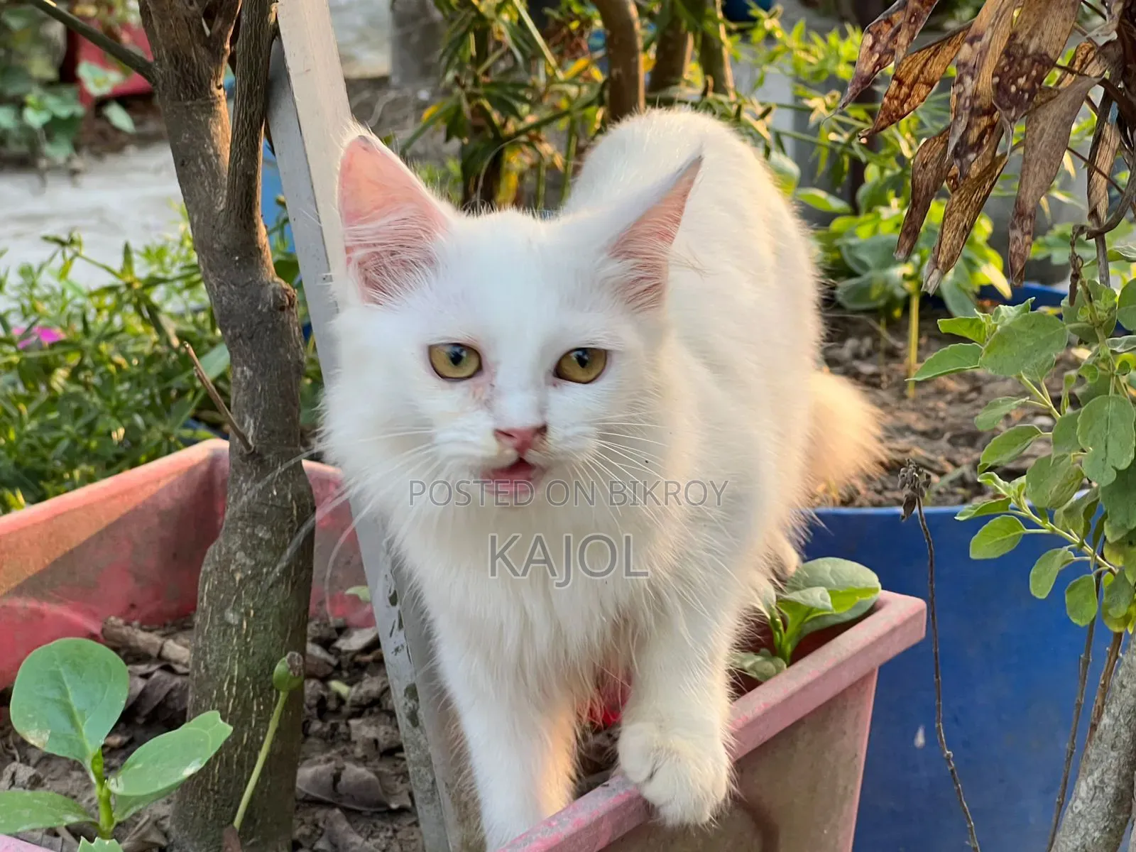 1-3 Months Male Mixed Breed Persian