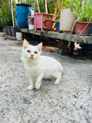 1-3 Months Male Mixed Breed Persian