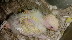 Tame size Lovebird chicks