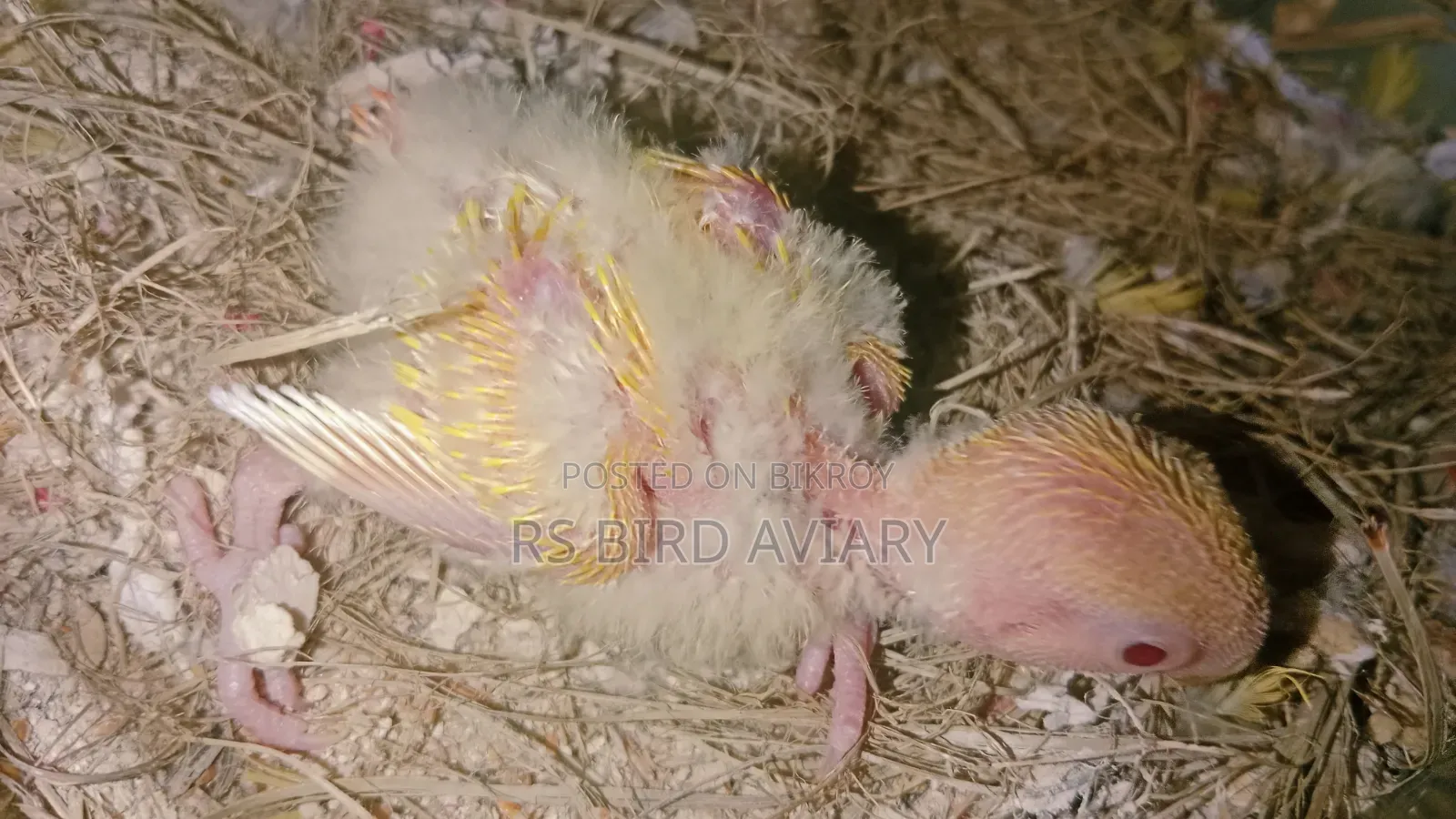 Tame size Lovebird chicks