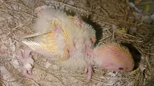 Tame size Lovebird chicks