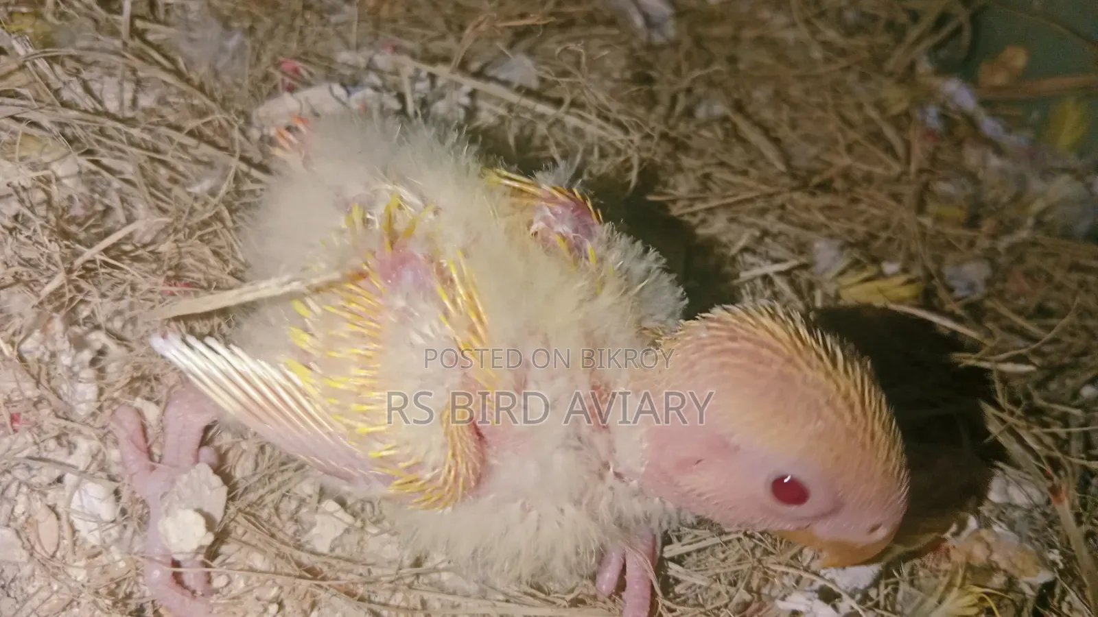 Tame size Lovebird chicks