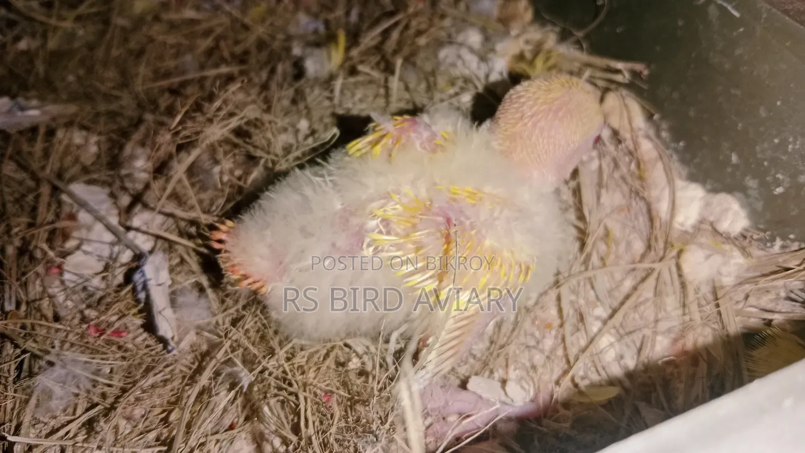 Tame size Lovebird chicks