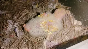 Tame size Lovebird chicks