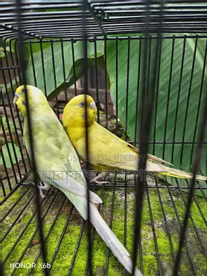 Running and New Adult Budgie Birds for Sale