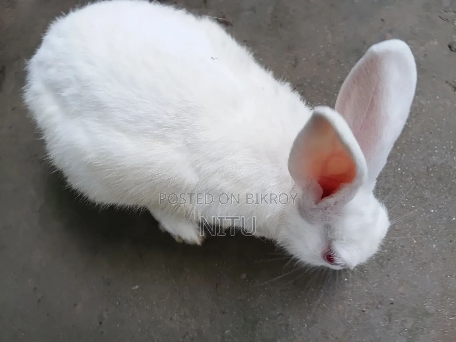Rabbit for Sale