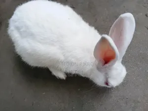 Rabbit for Sale