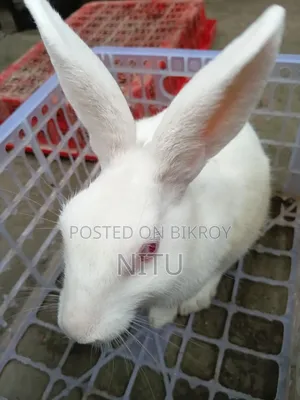 Rabbit for Sale