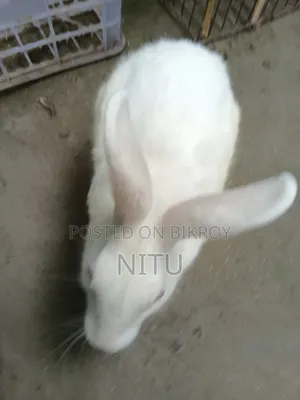 Rabbit for Sale