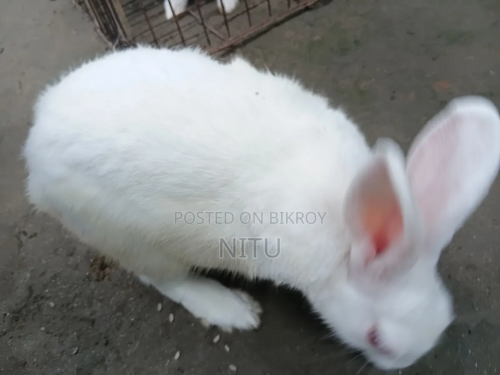 Rabbit for Sale