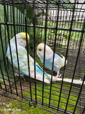Running and New Adult Budgie Birds for Sale