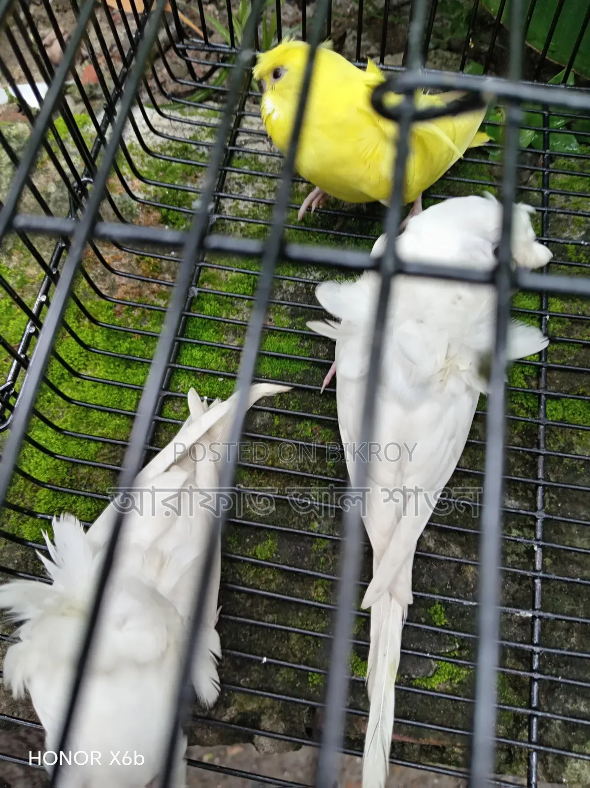 Running and New Adult Budgie Birds for Sale