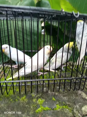Running and New Adult Budgie Birds for Sale