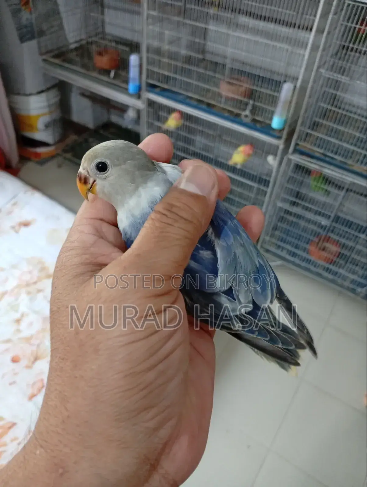3 Months Old Lovebird