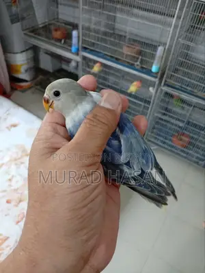 3 Months Old Lovebird