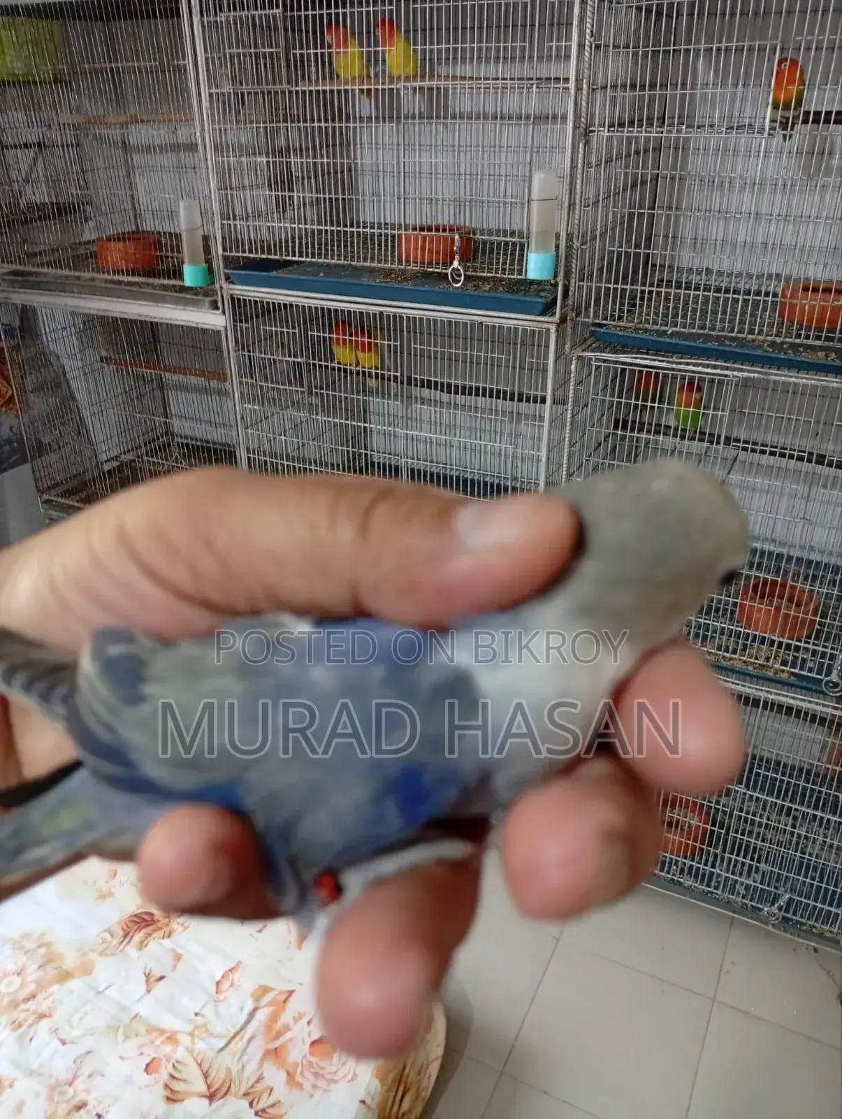 3 Months Old Lovebird