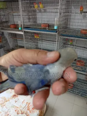 3 Months Old Lovebird