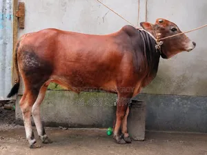 কুরবানীর উপযোগী দেশি ষাড় গরু