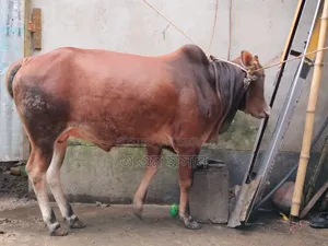 কুরবানীর উপযোগী দেশি ষাড় গরু