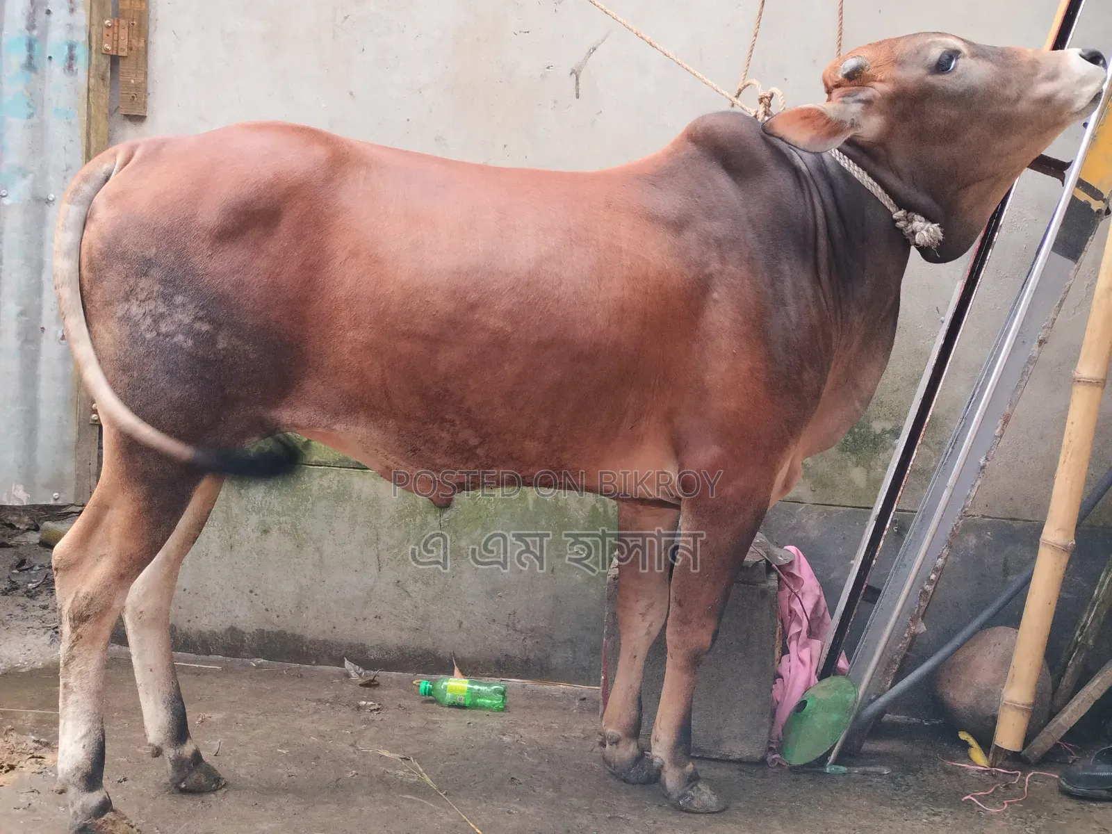 কুরবানীর উপযোগী দেশি ষাড় গরু
