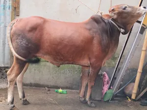 কুরবানীর উপযোগী দেশি ষাড় গরু