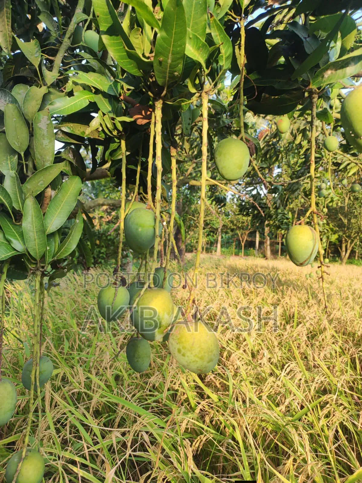 Satkhira's Famous Himsagar Mangoes