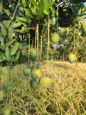 Satkhira's Famous Himsagar Mangoes
