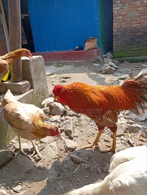 আছিল+বেঙ্গাম