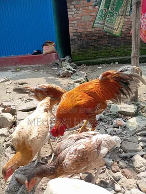 আছিল+বেঙ্গাম