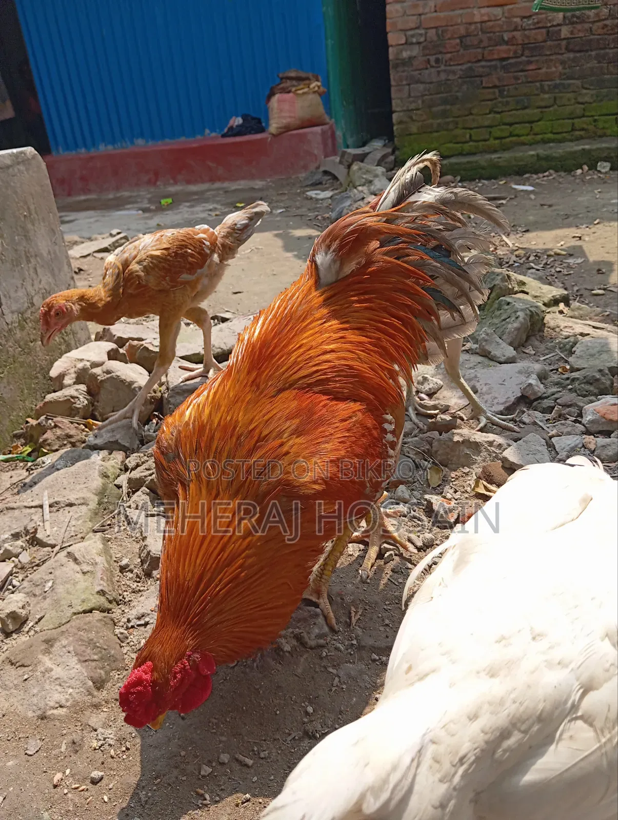 আছিল+বেঙ্গাম