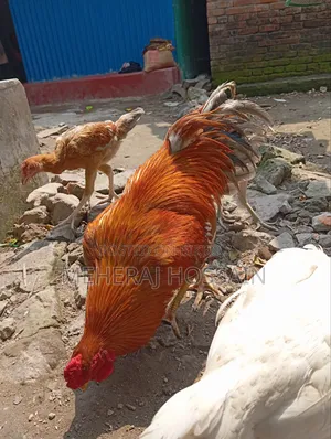 আছিল+বেঙ্গাম
