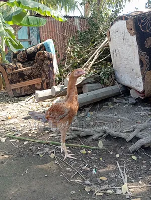 আছিল+বেঙ্গাম
