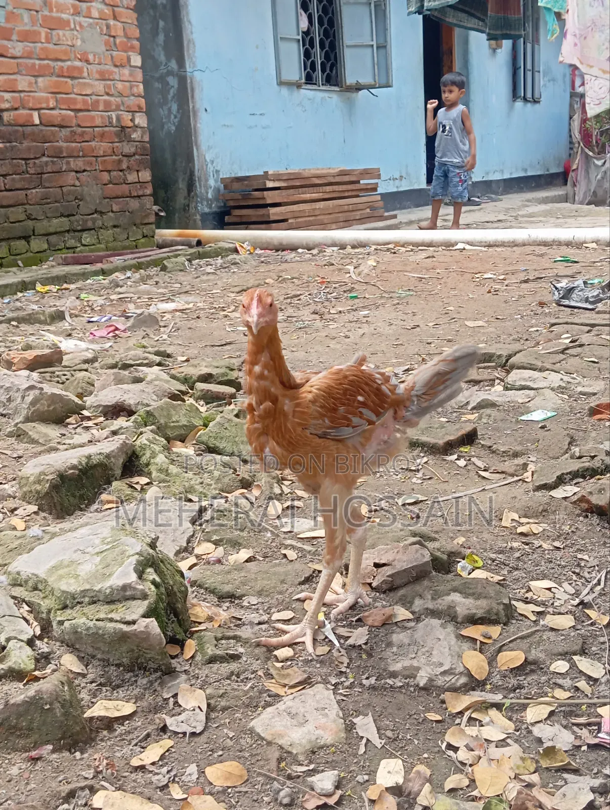 আছিল+বেঙ্গাম