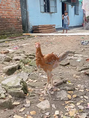 আছিল+বেঙ্গাম