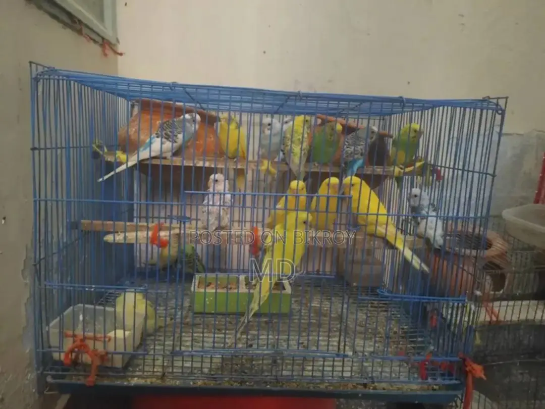12 Pieces Mix Budgerigar Birds Available For Sale