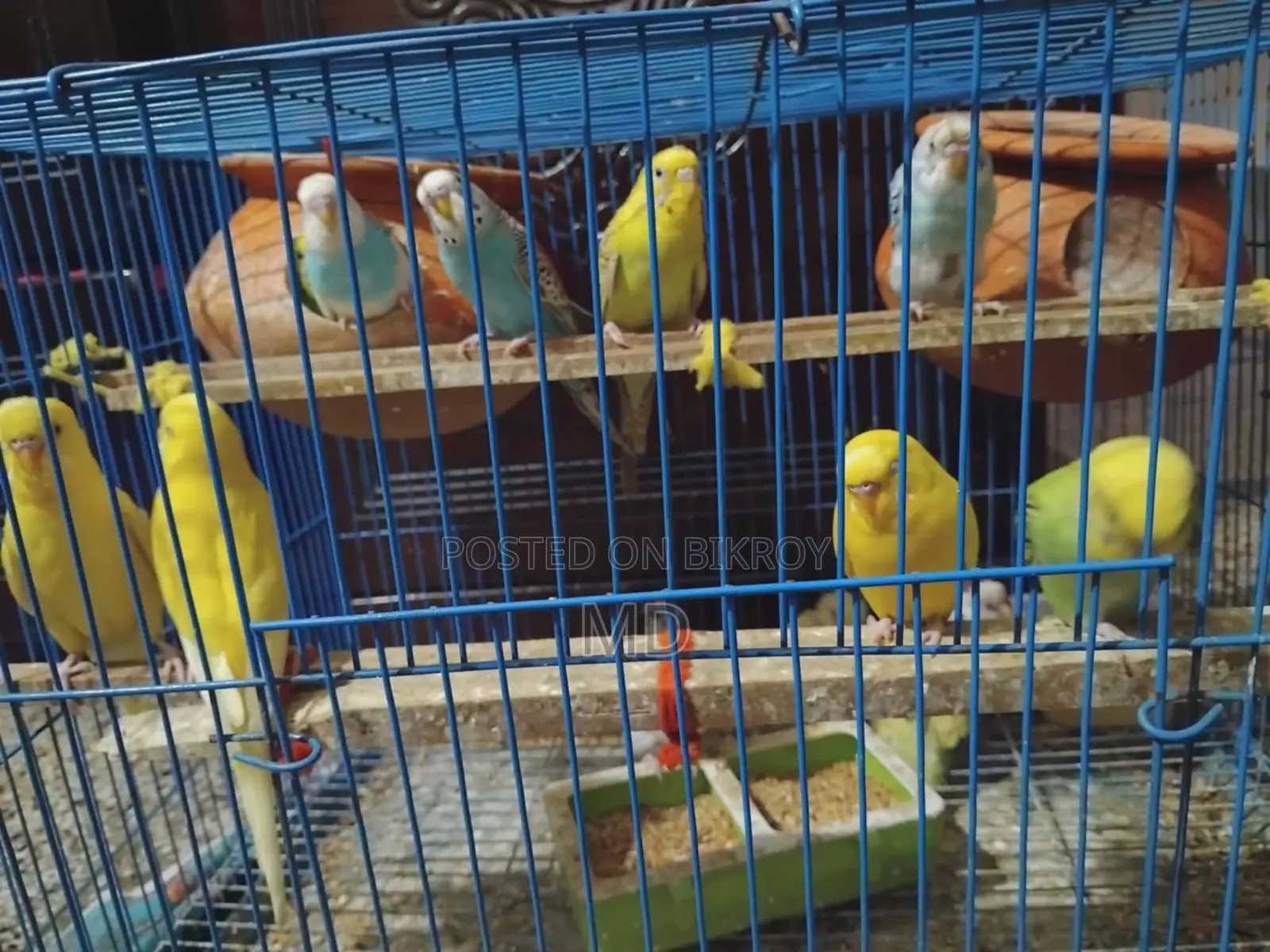 12 Pieces Mix Budgerigar Birds Available For Sale