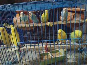 12 Pieces Mix Budgerigar Birds Available For Sale