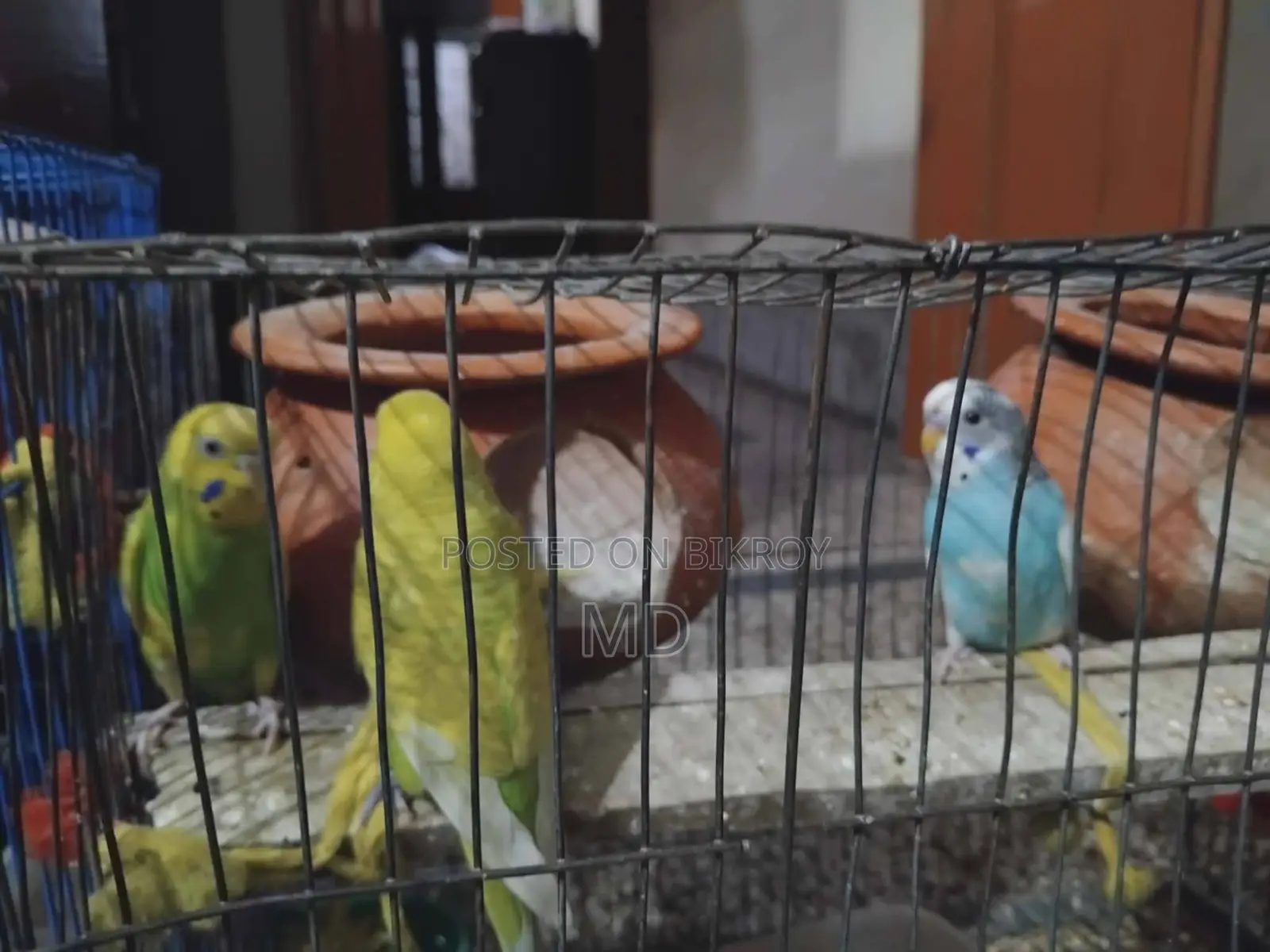 12 Pieces Mix Budgerigar Birds Available For Sale