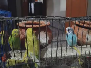 12 Pieces Mix Budgerigar Birds Available For Sale